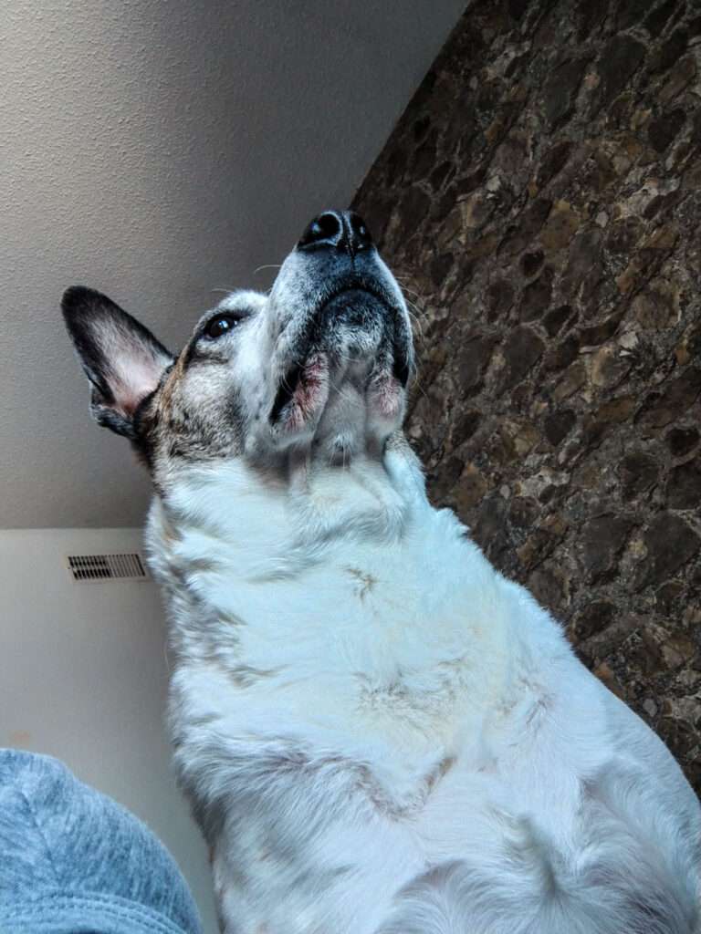 White and gray dog sitting while it's looking directly upward toward the window