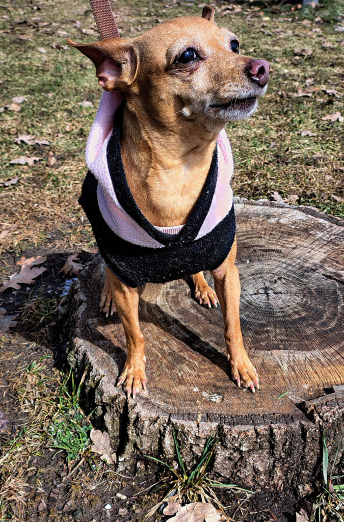 A small light brown Chihuahua mix wearing a black and pink sweater, standing on a large tree stump outdoors