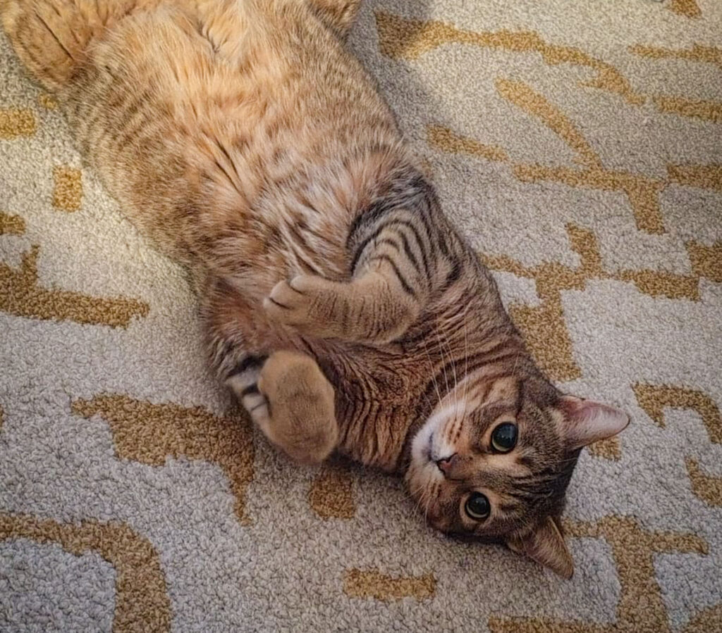 A Light Brown cat lying upside down on a patterned rug, looking curiously at the camera