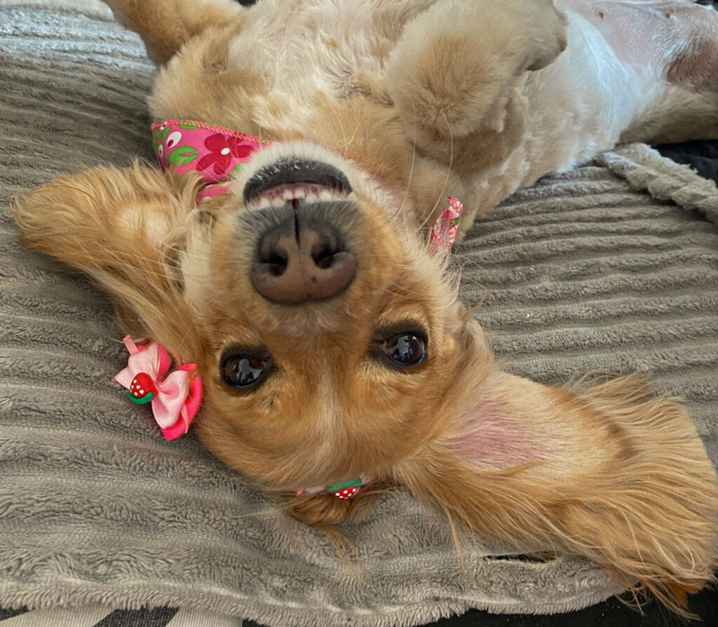 Light yellow dog lying on her back on a gray blanket, wearing a pink floral collar and matching bow