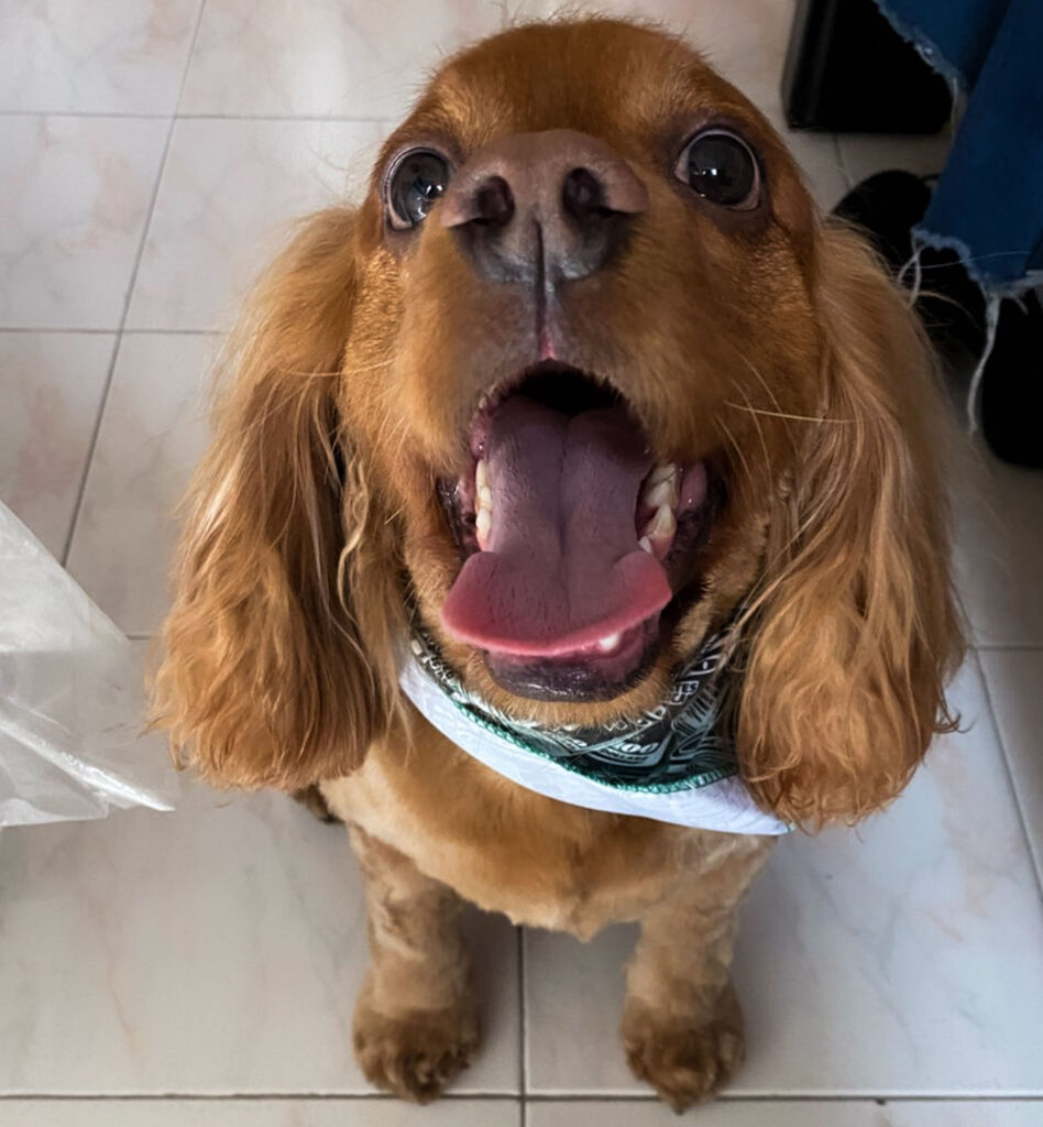 Close-up of a brown Cocker Spaniel looking up with his mouth open and tongue out
